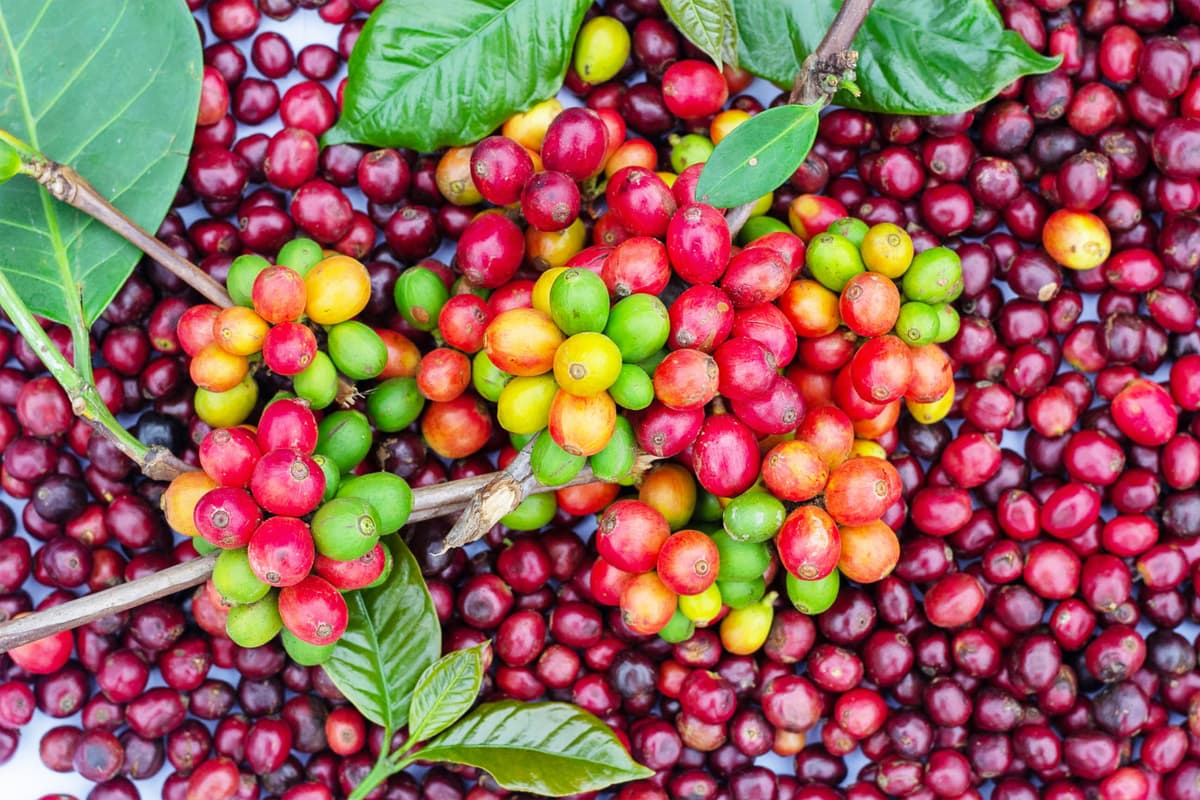Coffee cherries on the vine