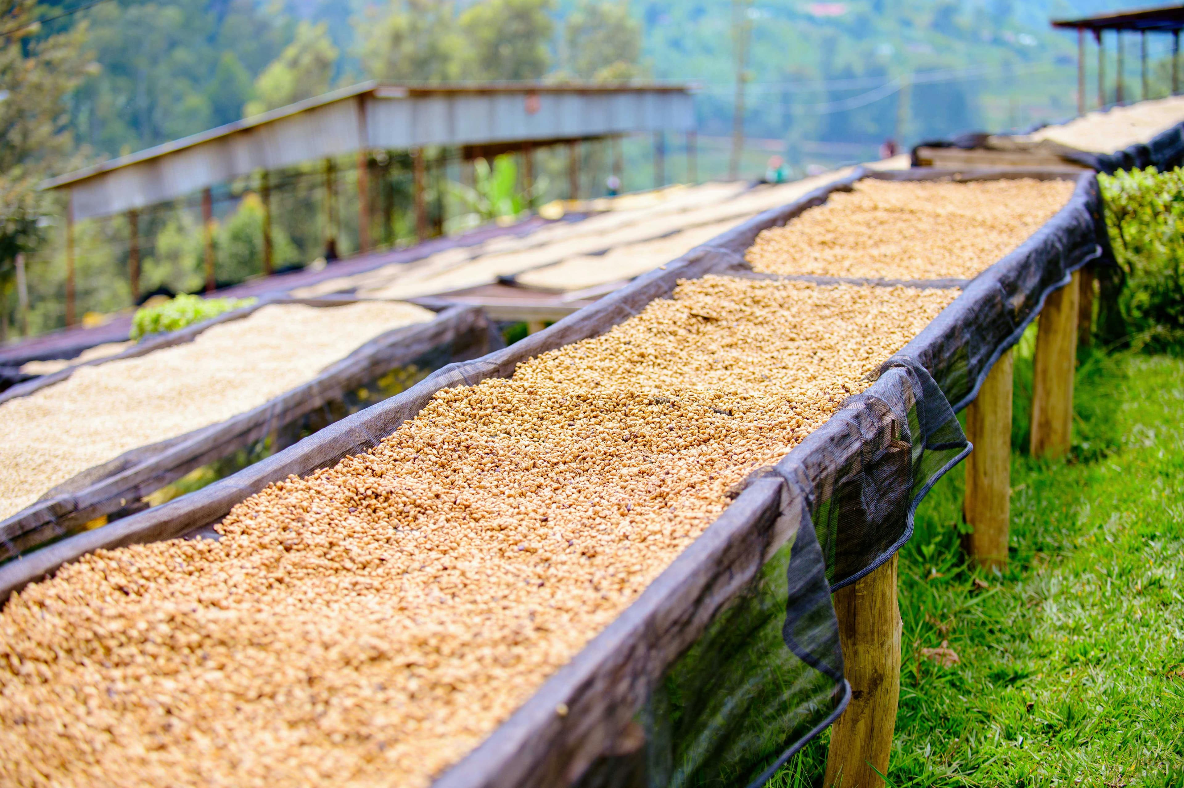 Washed Arabica AA Washed