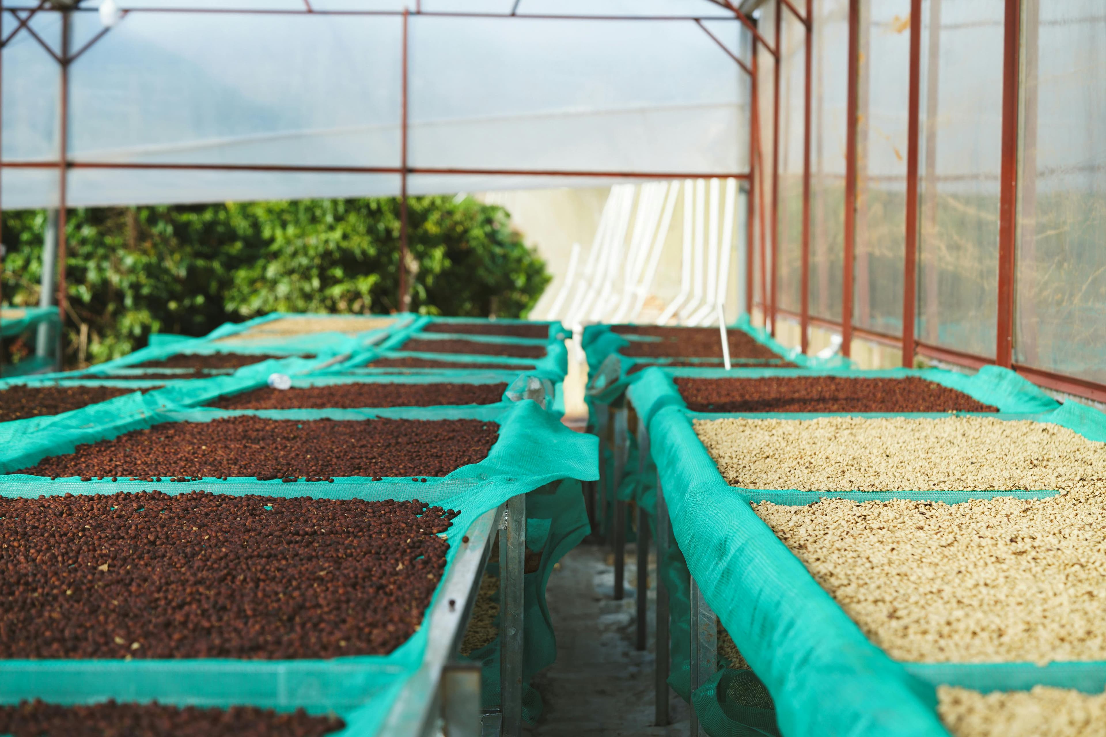 Robusta C 100g